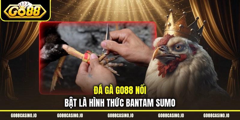 Đá Gà Live Go88 Độc Đáo Với Loại Hình Chọi Bantam Sumo 1 Đá gà Go88 nổi bật là hình thức Bantam Sumo