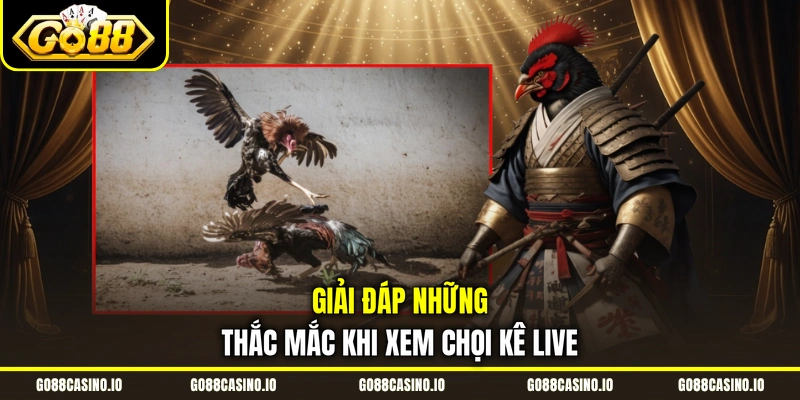 Đá Gà Live Go88 Độc Đáo Với Loại Hình Chọi Bantam Sumo 4 Giải đáp những thắc mắc khi xem chọi kê live